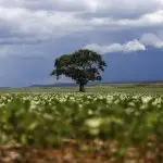 pib do agronegócio - cepea