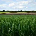 promissor para a agricultura - 2021 - sna
