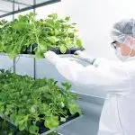 covid-19 - vacina à base de tabaco - medicago