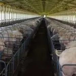 Cooperativa gaúcha