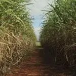 cana-de-açucar