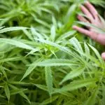 maconha