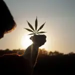 cannabis