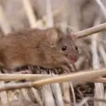 Rato em cima da palha