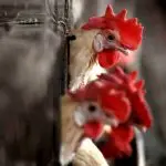 Brasil gripe vacinação aviária - Gripe aviária - japão - santa Catarima