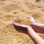 agronegócio economia brasileira