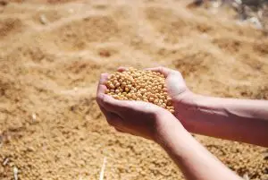 agronegócio economia brasileira