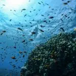 vida marinha - peixes