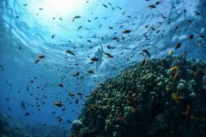 vida marinha - peixes