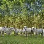 Ipea agropecuária