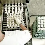 genético de aves