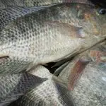 tilápia -peixe-pescado-lula