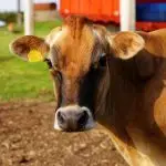 Estados Unidos vaca louca