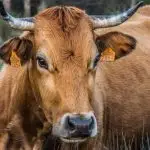 Vaca louca - carne bovina