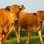 vacas no pasto