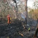 incêndio - incêndios florestais