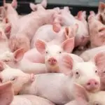 carne suína gripe suína