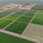 agro grãos