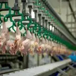 Brasil recorde carne frango Gripe aviária