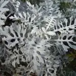 Neve nos EUA