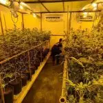 Galpão usado para cultivo de maconha em Londrina