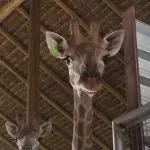 Girafas importadas da África do Sul