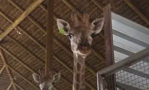 Girafas importadas da África do Sul