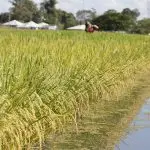 produção de arroz