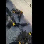 chuva de pássaros no méxico
