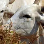 Vacinas Febre Aftosa