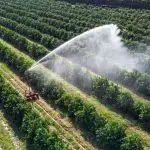 Irrigação em plantação de laranja | Foto: Shutterstock