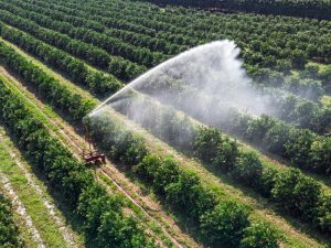 Irrigação em plantação de laranja | Foto: Shutterstock