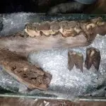 Fósseis encontrados na Inglaterra