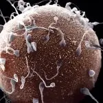 Óvulo e espermatozoides tentando penetrar