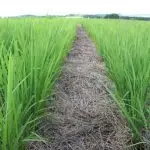 Agricultura orgânica