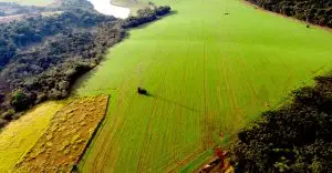 Plantação de trigo verde na região do Parque da Raposa, na cidade de Apucarana