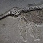 Ictiossauro