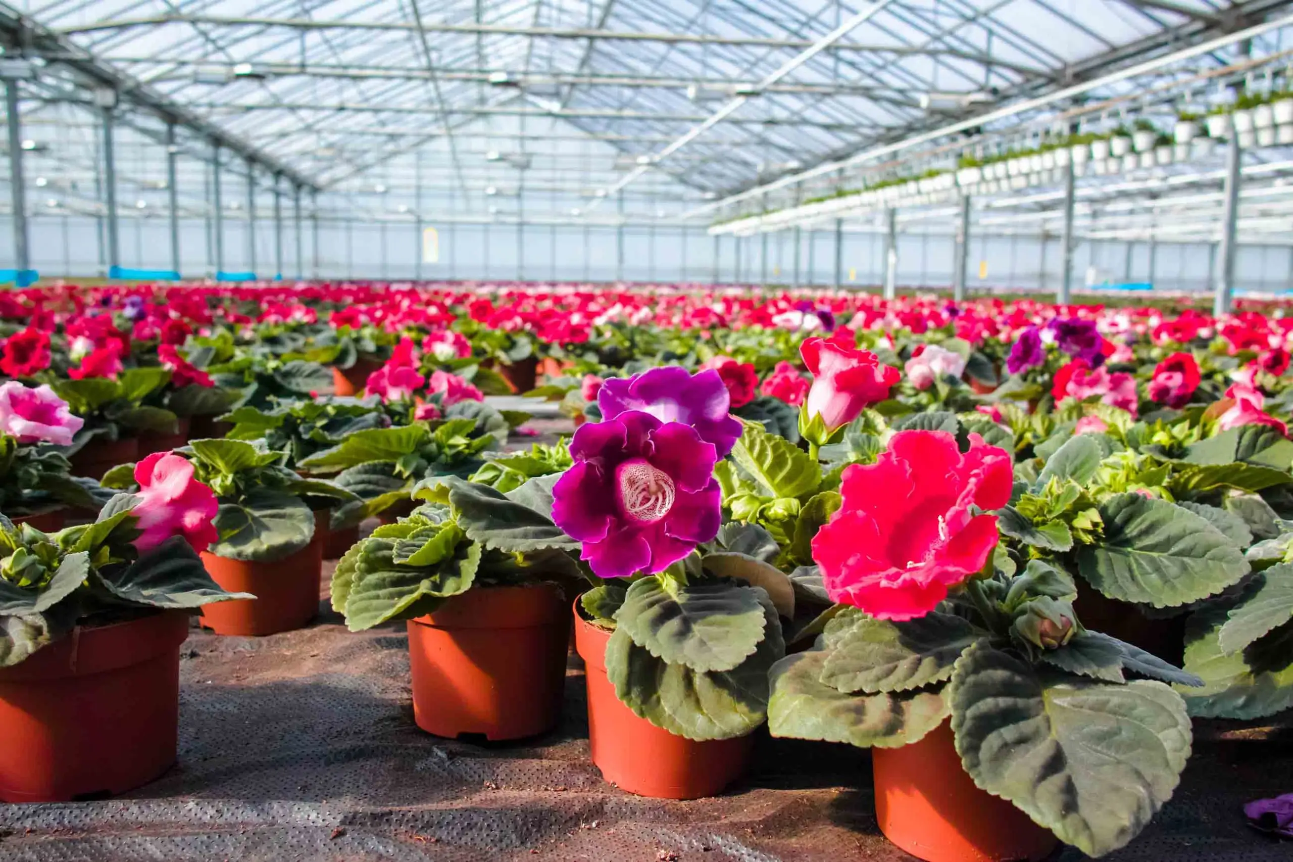 Flores ornamentais cultivadas em estufa