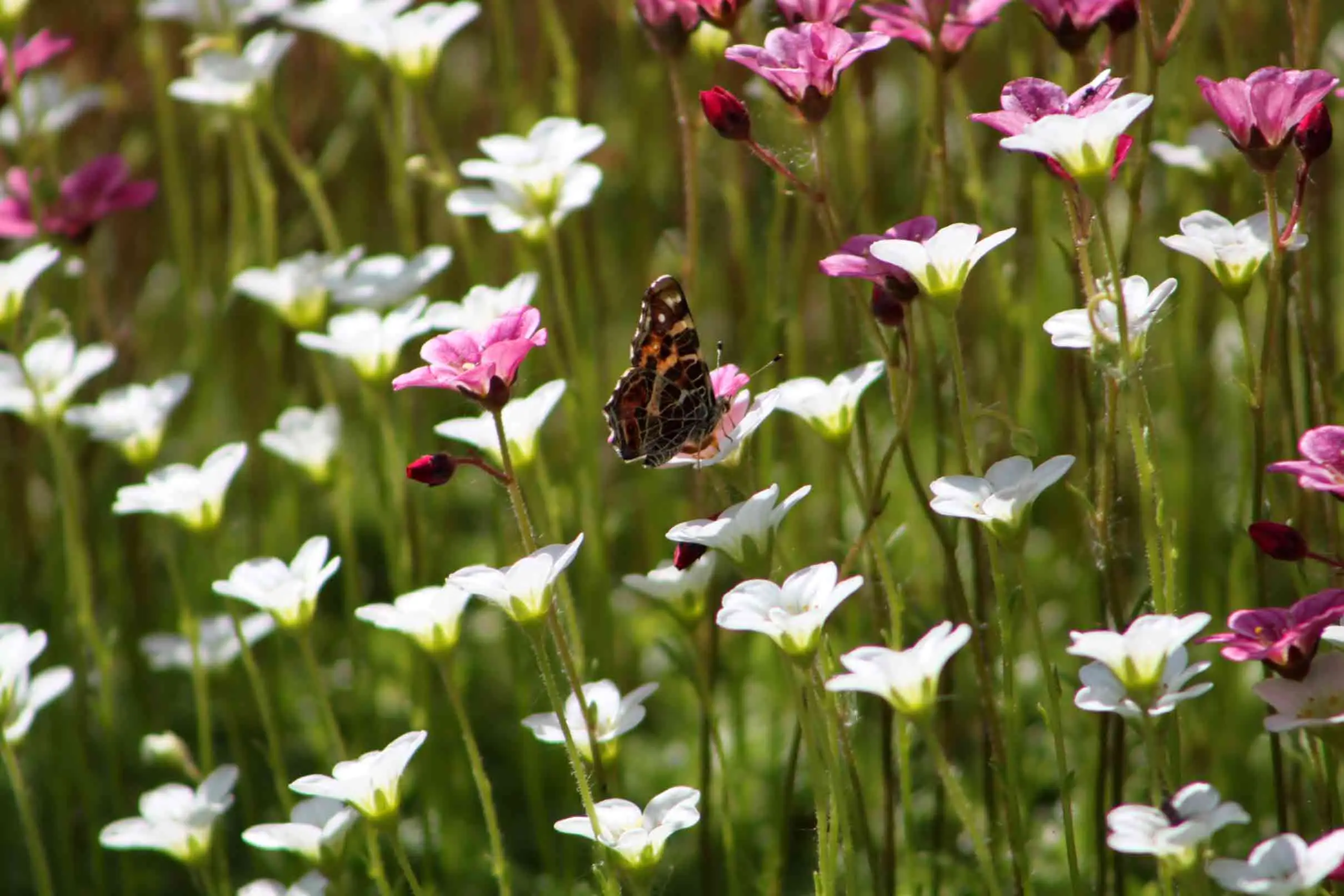 Borboleta de asas fechadas pousando em uma flor branca