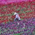 primavera - Mulher trabalhando em um campo de flores
