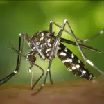 O mosquito aedes aegypti é o principal vetor de transmissão da dengue | Foto: Reprodução/Pixabay