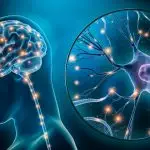 Neurônios em atividade no cérebro humano