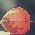 Aborto
