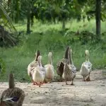 pato do Brasil