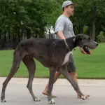 Dogue alemão