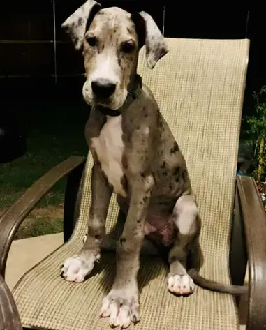 Dogue alemão