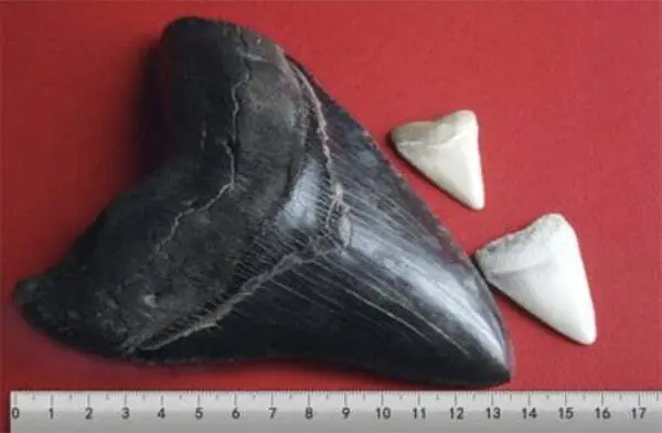 Os dentes do megalodonte