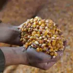 alimentos na Ucrânia