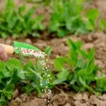Fertilizantes