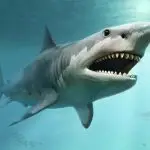 Megalodonte